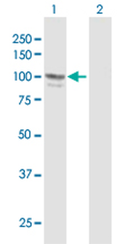 ADARB1 purified MaxPab mouse polyclonal antibody (B02P)