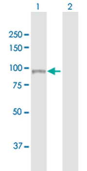 ADARB1 purified MaxPab mouse polyclonal antibody (B01P)