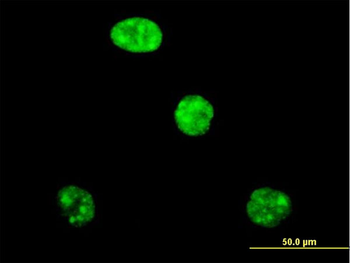 ADAR purified MaxPab mouse polyclonal antibody (B01P)