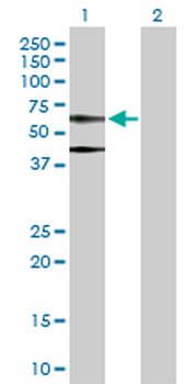 ACTB purified MaxPab rabbit polyclonal antibody (D01P)