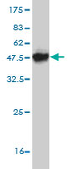 ACP1 monoclonal antibody (M01), clone 4B10