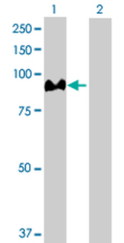 ACO1 purified MaxPab rabbit polyclonal antibody (D01P)