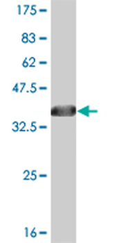 ABL2 monoclonal antibody (M10), clone 3E4
