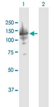 ABCF1 purified MaxPab mouse polyclonal antibody (B01P)