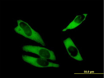 ABCF1 purified MaxPab mouse polyclonal antibody (B01P)