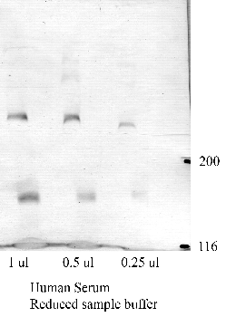 Anti-VWF Rabbit Polyclonal Antibody