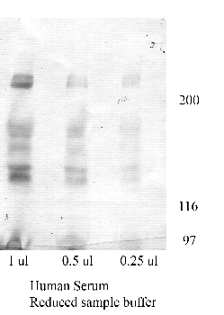 Anti-VWF Rabbit Polyclonal Antibody