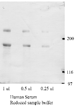 Anti-VWF Rabbit Polyclonal Antibody