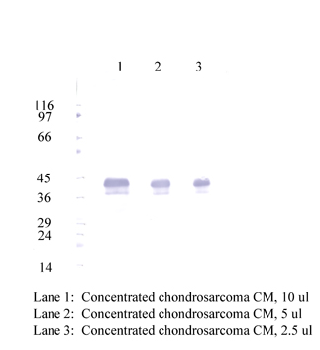Anti-CHI3L1 Rabbit Polyclonal Antibody