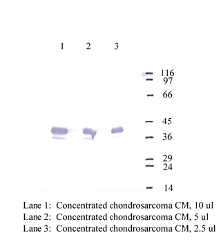 Anti-CHI3L1 Rabbit Polyclonal Antibody