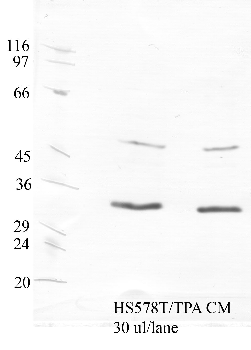 Anti-SerpinB8 Rabbit Polyclonal Antibody