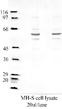Anti-SerpinB2 Rabbit Polyclonal Antibody