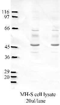 Anti-SerpinB1 Rabbit Polyclonal Antibody