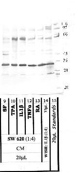 Anti-TMPRSS13 Rabbit Polyclonal Antibody