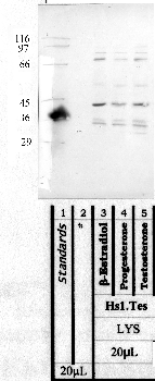Anti-TMPRSS11E Rabbit Polyclonal Antibody