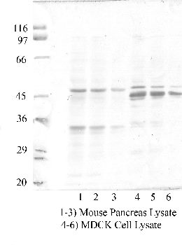 Anti-TMPRSS4 Rabbit Polyclonal Antibody