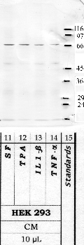 Anti-PRSS36 Rabbit Polyclonal Antibody