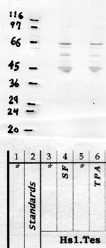 Anti-TMPRSS9 Rabbit Polyclonal Antibody