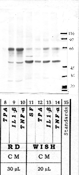 Anti-PCKS5 Rabbit Polyclonal Antibody