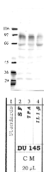 Anti-PCSK2 Rabbit Polyclonal Antibody
