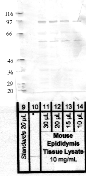 Anti-PRSS12 Rabbit Polyclonal Antibody