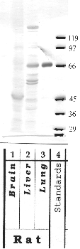 Anti-TMPRSS7 Rabbit Polyclonal Antibody