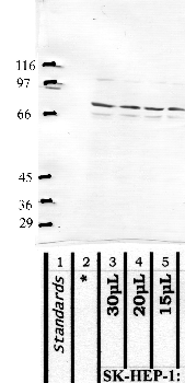 Anti-MASP2 Rabbit Polyclonal Antibody