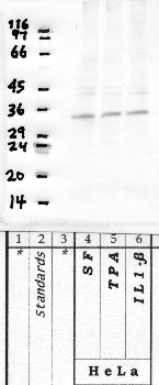 Anti-PRSS38 Rabbit Polyclonal Antibody