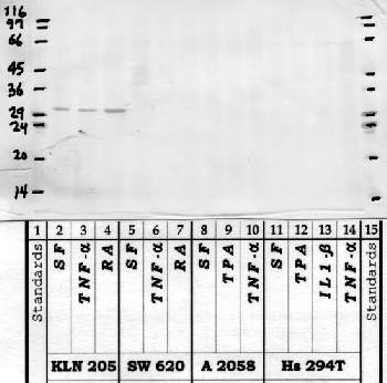 Anti-KLK15 Rabbit Polyclonal Antibody