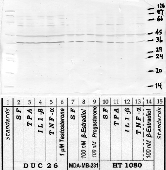 Anti-KLK13 Rabbit Polyclonal Antibody