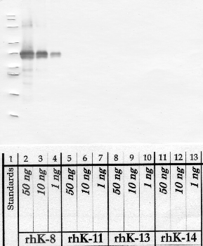 Anti-KLK8 Rabbit Polyclonal Antibody