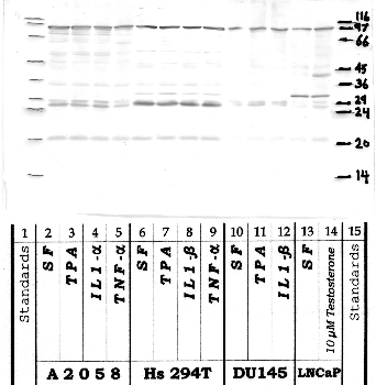 Anti-KLK6 Rabbit Polyclonal Antibody