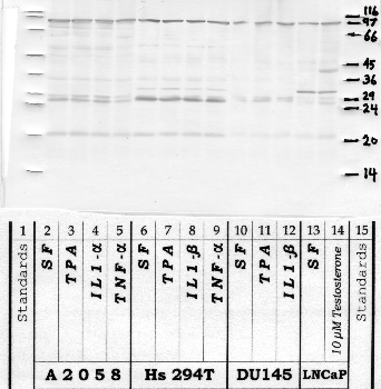 Anti-KLK6 Rabbit Polyclonal Antibody
