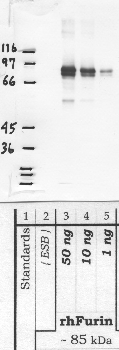 Anti-FURIN Rabbit Polyclonal Antibody