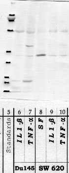 Anti-DPP10 Rabbit Polyclonal Antibody