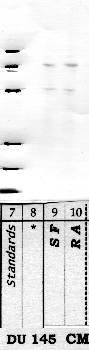 Anti-DPP10 Rabbit Polyclonal Antibody