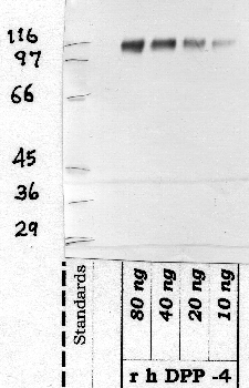 Anti-DPP4 Rabbit Polyclonal Antibody