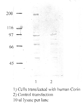Anti-CORIN Rabbit Polyclonal Antibody