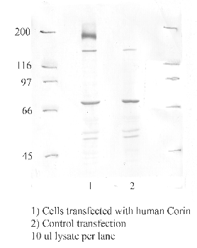 Anti-CORIN Rabbit Polyclonal Antibody