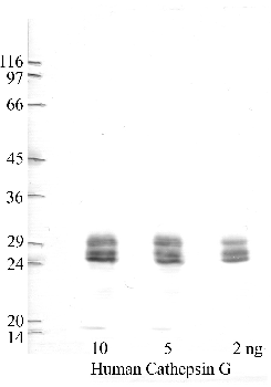 Anti-CTSG Rabbit Polyclonal Antibody