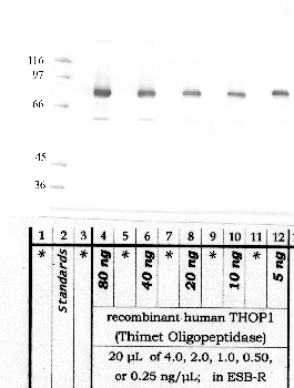 Anti-THOP1 Rabbit Polyclonal Antibody