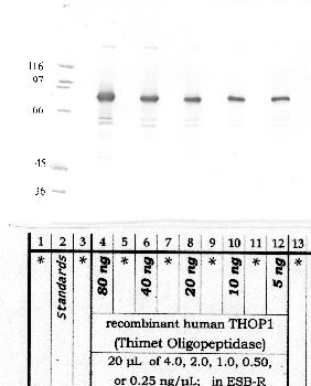 Anti-THOP1 Rabbit Polyclonal Antibody