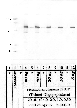 Anti-THOP1 Rabbit Polyclonal Antibody