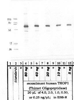 Anti-THOP1 Rabbit Polyclonal Antibody