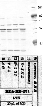 Anti-PAPPA2 Rabbit Polyclonal Antibody