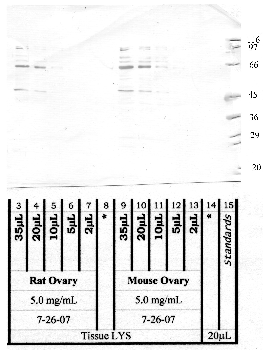 Anti-ASTL Rabbit Polyclonal Antibody