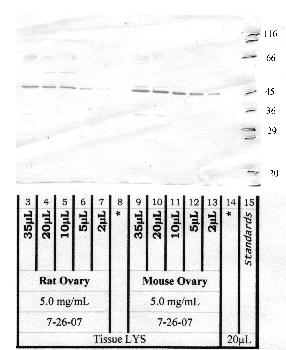 Anti-ASTL Rabbit Polyclonal Antibody