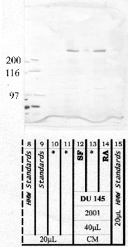 Anti-NRDC Rabbit Polyclonal Antibody