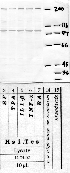 Anti-NRDC Rabbit Polyclonal Antibody