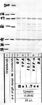 Anti-NRDC Rabbit Polyclonal Antibody